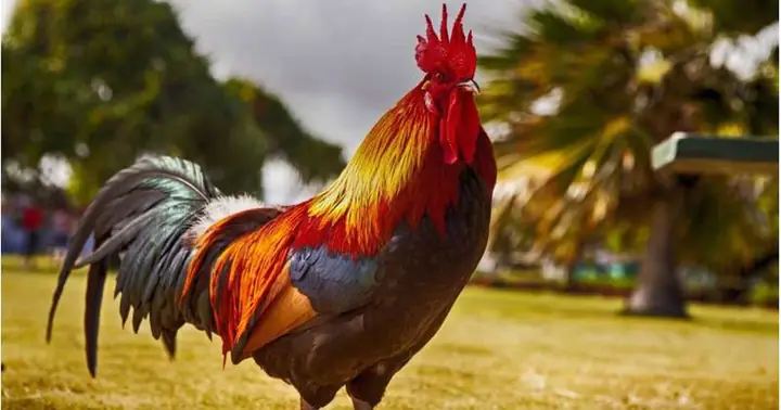 Tại Sao Phải Cúng Gag?