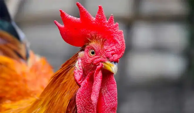 Ý Nghĩa Tâm Linh Và Văn Hóa Của Mâm Cúng Giao Thừa: Vì Sao Gà Trống Thiến Trở Thành Lễ Vật Bắt Buộc?