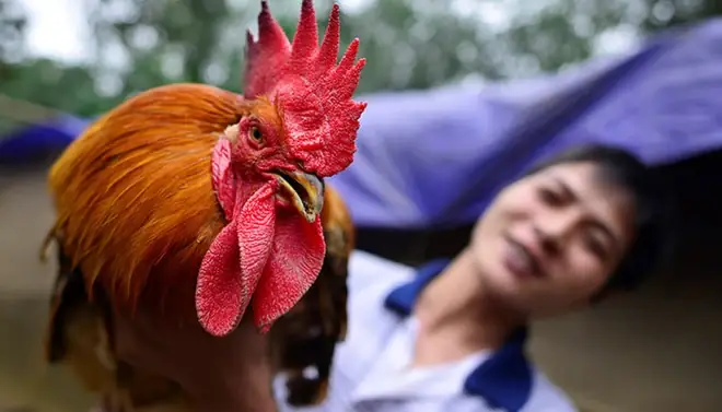 Ý Nghĩa Tâm Linh Và Văn Hóa Của Mâm Cúng Giao Thừa: Vì Sao Gà Trống Thiến Trở Thành Lễ Vật Bắt Buộc?