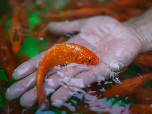 Tại Sao Phải Cúng Ông Táo Vào Trước 12 Giờ Trưa Ngày 23 Tháng Chạp?