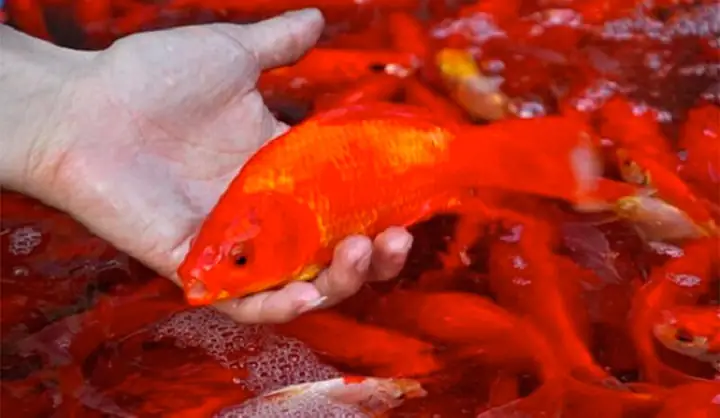 Thơ Chế Cúng Ông Táo: Những Bài Thẩm Mỹ Dân Gian Độc Đáo Dịp 23 Tháng Chạp