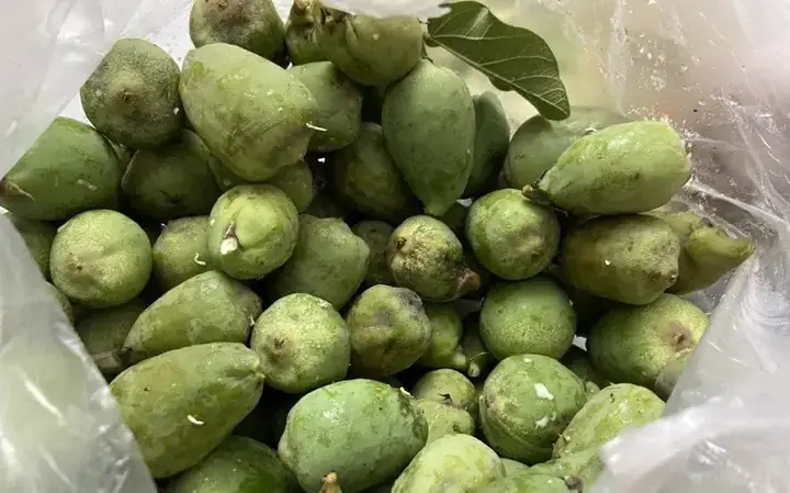 Thằn Lằn Uống Nước Cúng Có Phải Là Điềm Báo Gì Không?