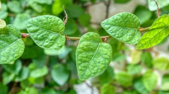 Thằn Lằn Uống Rượu Cúng Là Gì? Giải Mã Hiện Tượng Tâm Linh Và Khoa Học