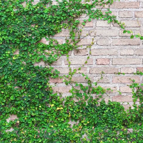 Thằn Lằn Uống Rượu Cúng Là Gì? Giải Mã Hiện Tượng Tâm Linh Và Khoa Học