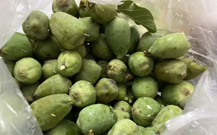 Thằn Lằn Uống Rượu Cúng Là Gì? Giải Mã Hiện Tượng Tâm Linh Và Khoa Học