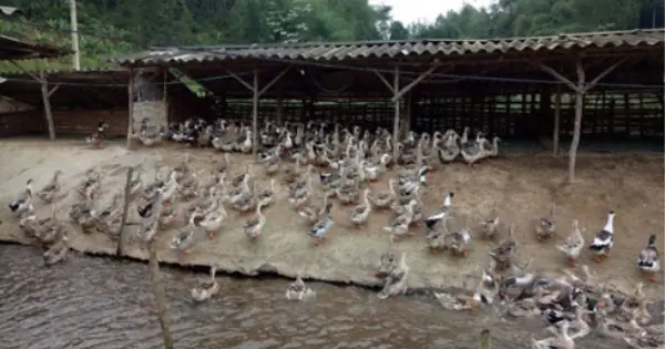 Thầy Cúng Sinh Năm 2000 Kiếm Gần 300 Triệu Đồng: Sự Thật Đằng Sau Câu Chuyện Viral