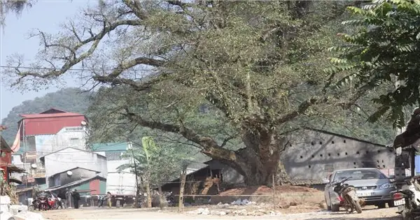 Cúng Truy Tát Cả Nhà Vì Bị Bỏ Bùa: Sự Thật Đằng Sau Và Cách Xử Lý Khoa Học