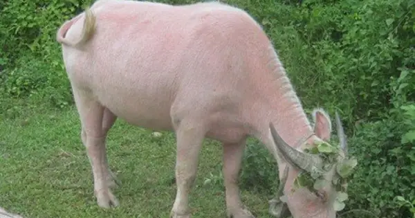 Thầy Cúng Yểm Bùa Bằng Các Con Vật: Sự Thật Đằng Sau Và Những Góc Nhìn Đa Chiều