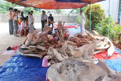 Tín Ngưỡng Thờ Cúng Cá Voi: Nguồn Gốc, Ý Nghĩa Và Những Câu Chuyện Đầy Lòng Biết Ơn