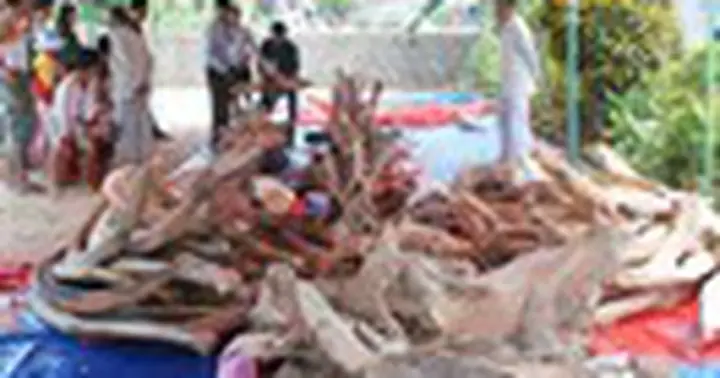 Tín Ngưỡng Thờ Cúng Cá Voi: Nguồn Gốc, Ý Nghĩa Và Những Câu Chuyện Đầy Lòng Biết Ơn