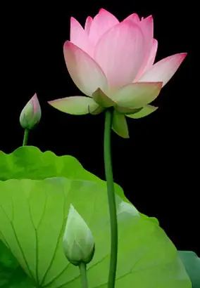 Nét Văn Hóa Tâm Linh Đặc Sắc: Thờ Cúng Tổ Tiên Ở Đồng Bằng Sông Cửu Long