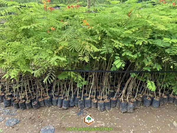 Các Loại Thực Vật Được Hoa Điệp Cúng Trong Tín Ngưỡng Và Phong Thủy