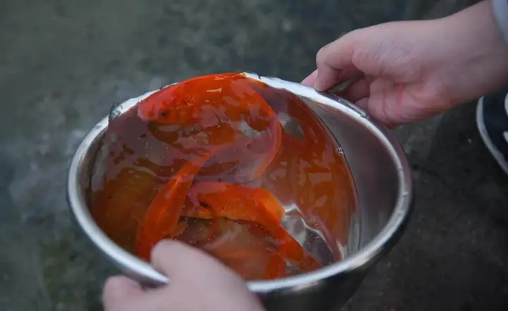 Tiêu Chuẩn Cá Chép Cúng Ông Táo Cần Những Gì?