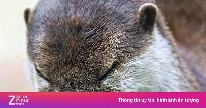 Tìm Hiểu Về Đền Thờ Cúng Rái Cá: Vị Trí, Lịch Sử Và Ý Nghĩa Văn Hóa