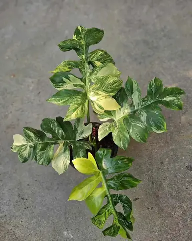 Lễ Vật Cúng Động Đất: Những Mâm Cầu Cần Chuẩn Bị Cho Việc Khởi Công Xây Dựng