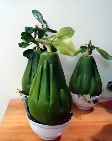 Độc Đáo Trái Bưởi Có Hình Bàn Tay Phật