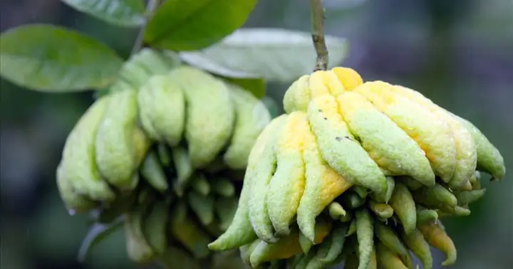 Nồng Thơm Loại Quả Hình “bàn Tay Phật”