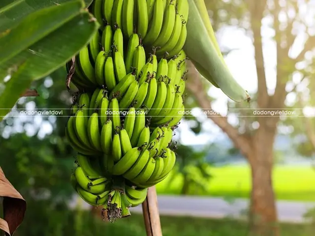 Cẩm Nang Trọn Bộ Các Loại Trái Cây Cúng Bàn Thờ Gia Tiên Ý Nghĩa Nhất