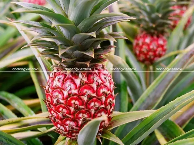 Cẩm Nang Trọn Bộ Các Loại Trái Cây Cúng Bàn Thờ Gia Tiên Ý Nghĩa Nhất