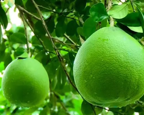 Cẩm Nang Chọn Trái Cây Cúng Rằm: 8 Loại Quả Hút Tài Lộc, Mang Bình An Về Nhà