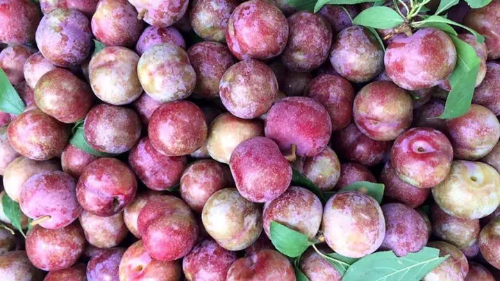 Các Loại Trái Cây Cúng Tết Đoan Ngọ Không Thể Thiếu Cho Mâm Cỗ Gia Đình