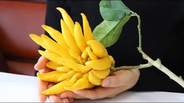 Cẩm Nang Ý Nghĩa 12 Loại Trái Cây Cúng Tết: Lựa Chọn Sao Cho Trọn Vẹn Phong Tục