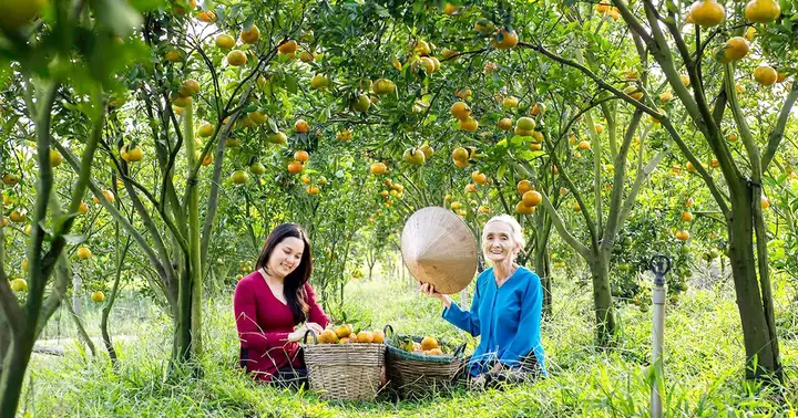 Trái Quýt Cúng Có Ý Nghĩa Gì? Nguồn Gốc, Tục Lễ Và Giải Đáp Chi Tiết