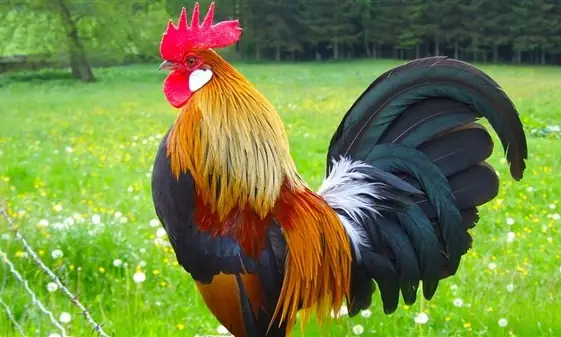 Khám Phá Vẻ Đẹp Tâm Linh: Đánh Giá Chi Tiết Tranh Thờ Cúng Cửu Huyền Thất Tổ