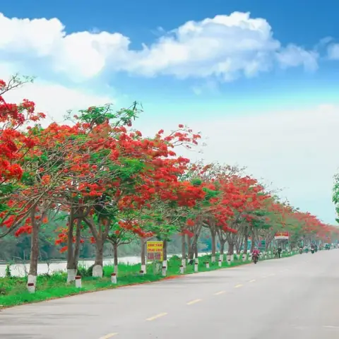 Ý Nghĩa Của Việc Trồng Cây Phượng Dâng Cúng Trong Nghi Lễ Tâm Linh