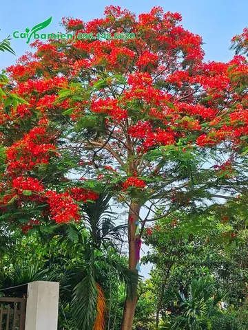 Ý Nghĩa Của Việc Trồng Cây Phượng Dâng Cúng Trong Nghi Lễ Tâm Linh