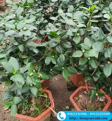 Mách Bạn 7+ Loại Cây Ra Hoa Cúng Rằm Đẹp, Dễ Trồng, Ý Nghĩa Nhất