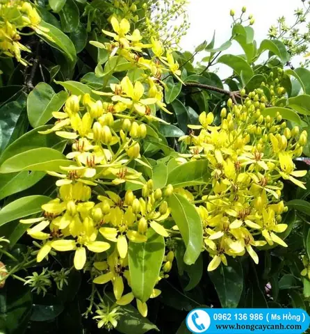 Top 10+ Loài Cây Ra Hoa Quanh Năm Lý Tưởng Cho Nghi Lễ Cúng Rằm