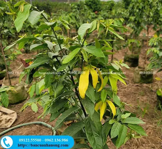 Top 10+ Loài Cây Ra Hoa Quanh Năm Lý Tưởng Cho Nghi Lễ Cúng Rằm