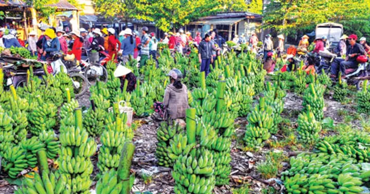 Trong Nam Cúng Chuối Gì? Giải Đáp Chi Tiết Ý Nghĩa & Các Món Cúng Phổ Biến