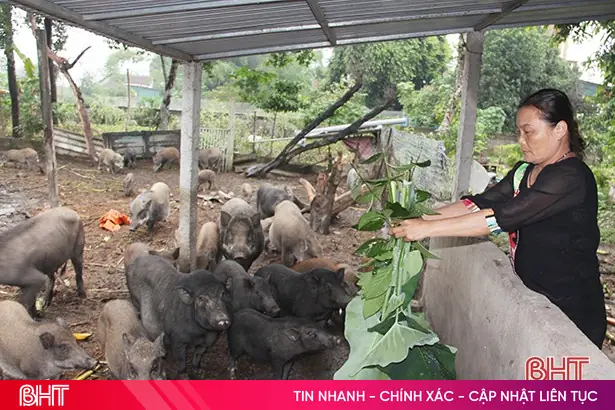 10+ Truyện Cười Cúng Thủ Lợn Khiến Cả Nhà Cười Bò, Tết Thêm Vui