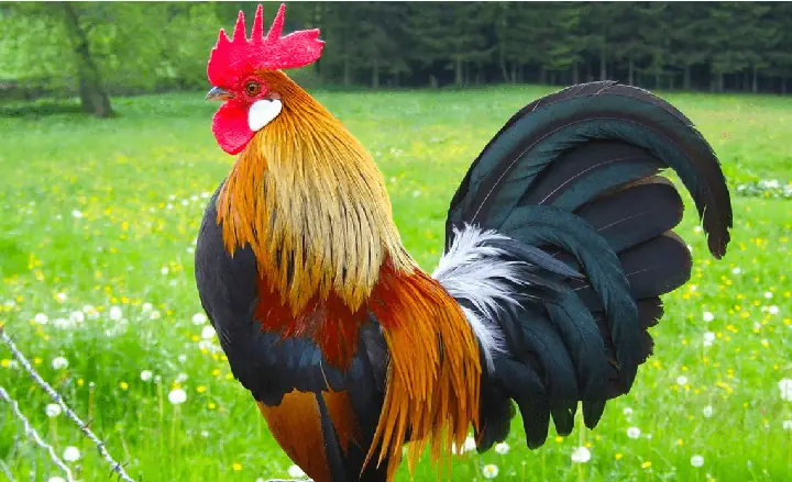 Tuổi Kỷ Dậu Nữ Cúng Tam Tai: Những Điều Cần Biết Để Tránh Hạn, Rước Lộc