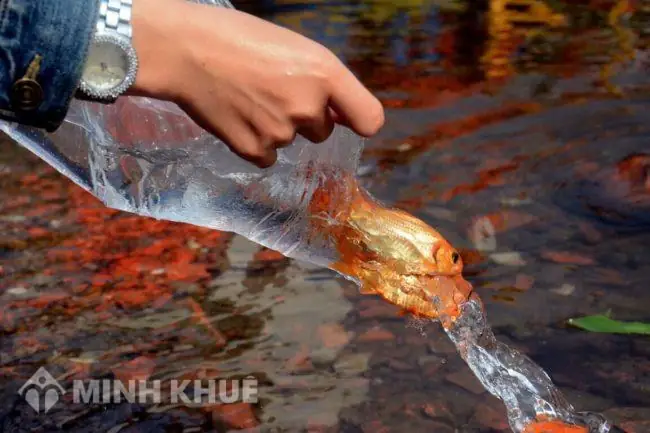 Văn Cúng Phóng Sinh Cuối Năm: Ý Nghĩa, Bài Văn Chuẩn Và Những Điều Cần Biết