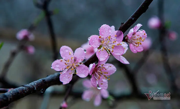 Cẩm Nang Chuẩn Bị Văn Cúng Lễ Tắt Hương Cho Năm 2026