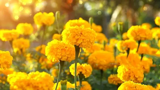 Văn Khấn Tết Của Thọ Mai: Gìn Giữ Nét Đẹp Tâm Linh Dân Tộc Trong Thời Đại Mới