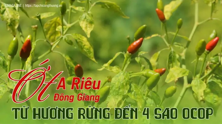 Vì Sao Cúng Ớt Khi Làm Chương Trình Ngoài Trời?