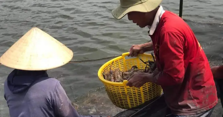 Vì Sao Cúng Tôm Trúng Ngày Thân, Tài? Giải Mã Bí Mật Phong Thủy Và Văn Hóa