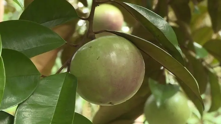 Cúng Quả Vú Sữa Cho Quan Âm: Giải Đáp Chi Tiết Và Những Lưu Ý Tâm Linh Quan Trọng