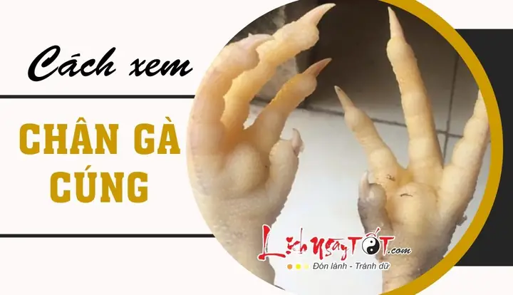 Xem Bói Chân Gà Cúng Rằm Tháng Giêng: Giải Mã Ý Nghĩa Và Những Điềm Báo