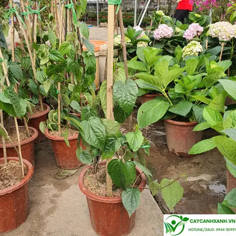 Ý Nghĩa Của Cúng 5 Lá Trầu: Nguồn Gốc, Nghi Thức Và Những Điều Cần Biết