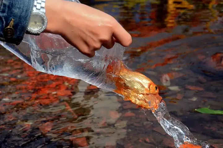 Ý Nghĩa Cúng Ông Táo 23 Tháng Chạp: Cẩm Nang Toàn Tập Cho Ngày Tết Cổ Truyền