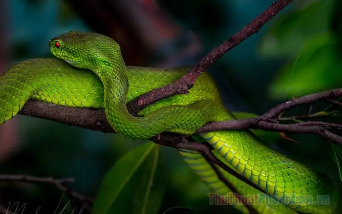 Giải Mã Chi Tiết Ý Nghĩa Giấc Mơ Bị Rắn Cắn Và Các Con Số May Mắn Đi Kèm