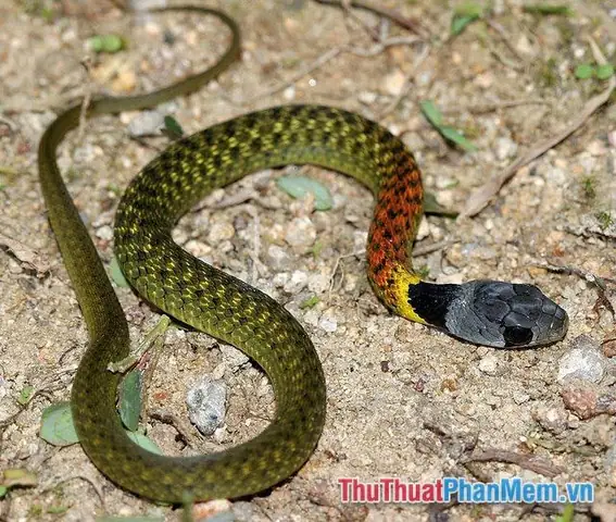 Giải Mã Chi Tiết Ý Nghĩa Giấc Mơ Bị Rắn Cắn Và Các Con Số May Mắn Đi Kèm