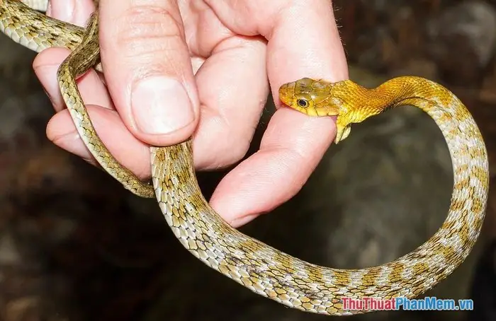 Giải Mã Chi Tiết Ý Nghĩa Giấc Mơ Bị Rắn Cắn Và Các Con Số May Mắn Đi Kèm