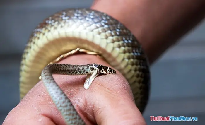 Giải Mã Chi Tiết Ý Nghĩa Giấc Mơ Bị Rắn Cắn Và Các Con Số May Mắn Đi Kèm