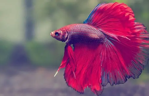 Giải Mã Giấc Mơ Được Tặng Cá: Thông Điệp Từ Tiềm Thức Và Những Điềm Báo Đằng Sau